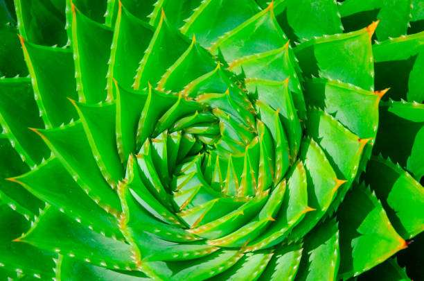 An Aloe Polyphylla Spiral Plant, spiral aloe, kroonaalwyn, lekhala kharetsa, Evergreen succulent perennial. Detail of the centre of a green succulent plant. succulent Aloe Polyphylla. A green spiral aloe vera cactus with spikes. closeup spiral pattern. una planta espiral de aloe polyphylla, aloe en espiral, kroonaalwyn, lekhala kharetsa, perenne suculenta de hoja perenne. detalle del centro de una planta suculenta verde. suculento aloe polyphylla. un cactus espiral verde de aloe vera con espigas. patrón