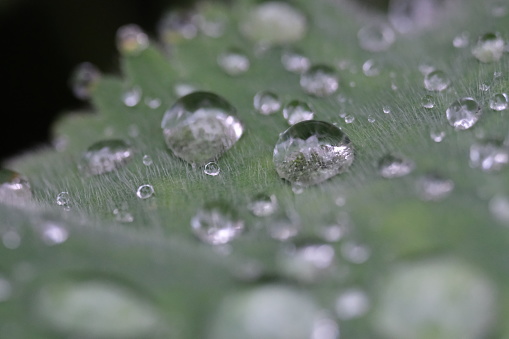 Water droplets on leaves