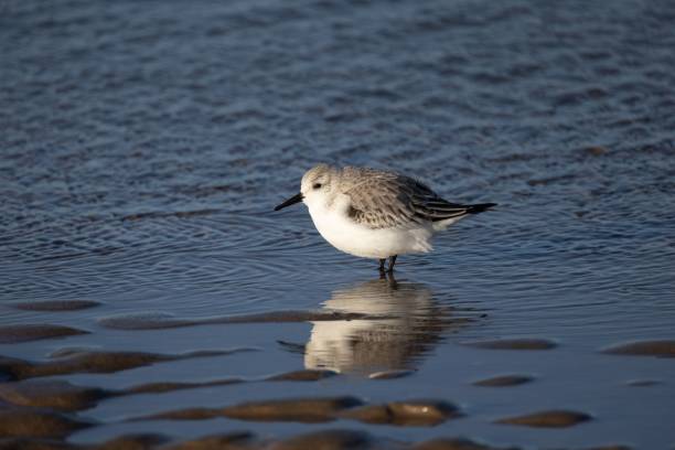 closeup of a small Sanderling standing in a shallow body of water on a sunny day A  closeup of a small Sanderling standing in a shallow body of water on a sunny day sanderling calidris alba stock pictures, royalty-free photos & images