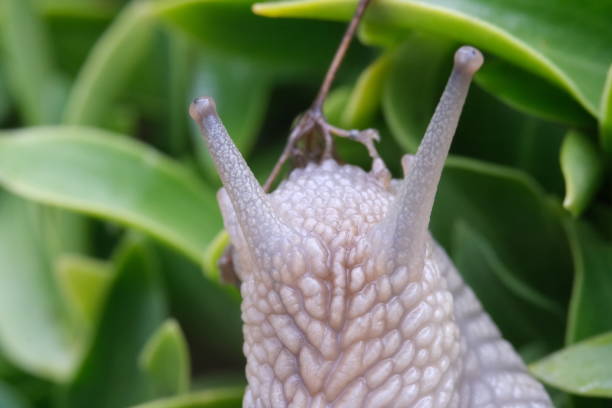 close up of brown slug on forest floor
