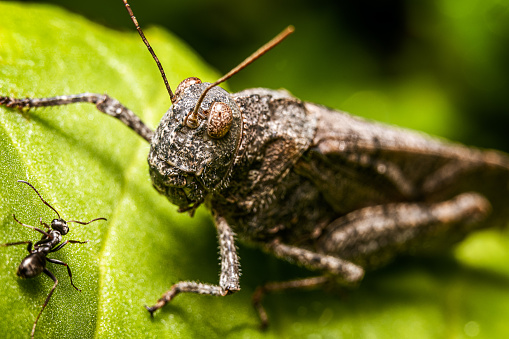 Close-up of a grasshopper and an ant sitting together on a green leaf