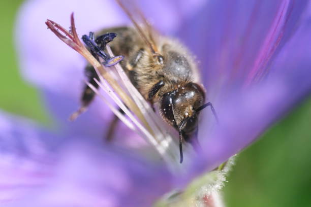 istock bee on a flower in the garden closeup macro 1546216272