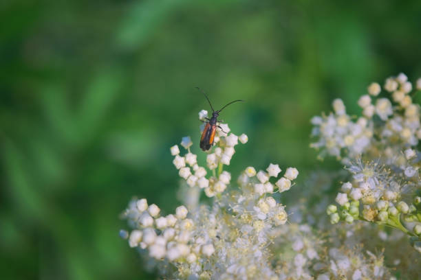 chrząszcz czarnogrzbiety stenurella melanura na kwiatku. chrząszcz kwiatowy z rodziny cerambycidae. - cerambycidae zdjęcia i obrazy z banku zdjęć