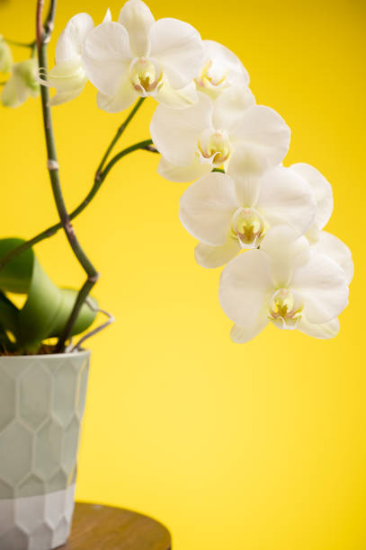 White orchid , home grown in a pot on bright yellow background.