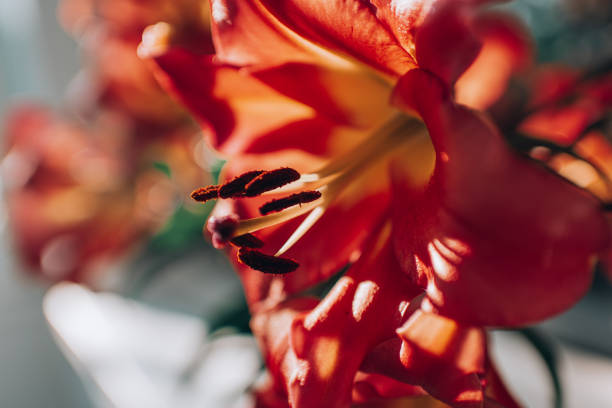 Pink lilies in the rays of the setting sun