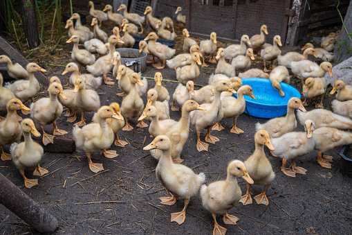 many little ducklings in the paddock, domestic ducklings