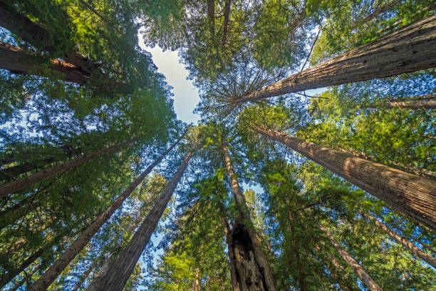 istock Peering High Into the Coastal Redwood Forest 1546260353