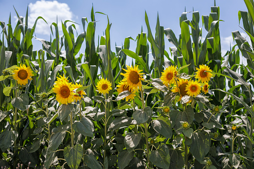 Sunflower and corn field in sunny summer day
