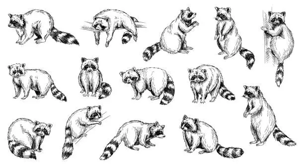 Vector illustration of Sketch with raccoons set vector