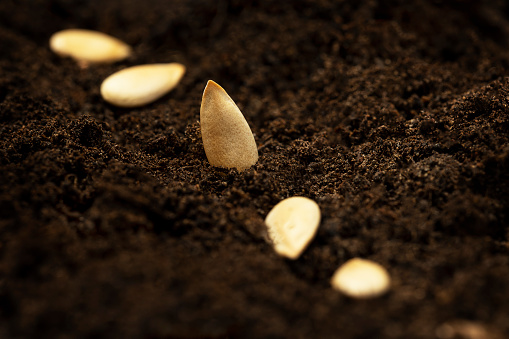 This captivating macro photograph showcases the intricate details of melon seeds, precisely sown in nutrient-rich soil. The image offers a close-up view of the seeds, revealing their textured surface, distinct shape, and the promise of growth. The composition captures the anticipation and potential of these planted seeds, symbolizing the beginning of a journey towards delicious melons. Perfect for illustrating concepts such as agriculture, gardening, sustainability, and the natural cycle of life.