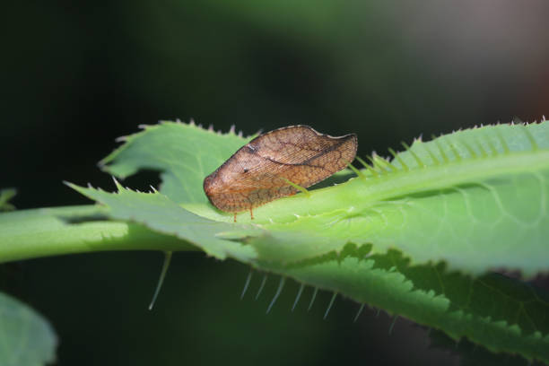 istock Hook-winged Lacewing (Drepanepteryx phalaenoides). A predatory insect that eats small invertebrates including plant pests. A beneficial insect. 1546323884