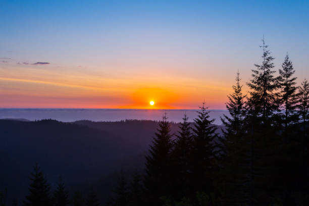 istock Sunset in the Redwoods 1546324449