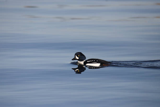 istock Barrow's Goldeneye (male) (bucephala islandica) swimming in the ocean 1546351592