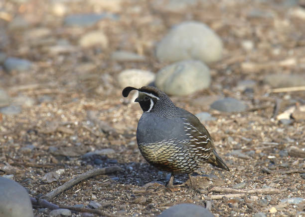 istock California Quail (male) (callipepla californica) perched on the ground 1546353172