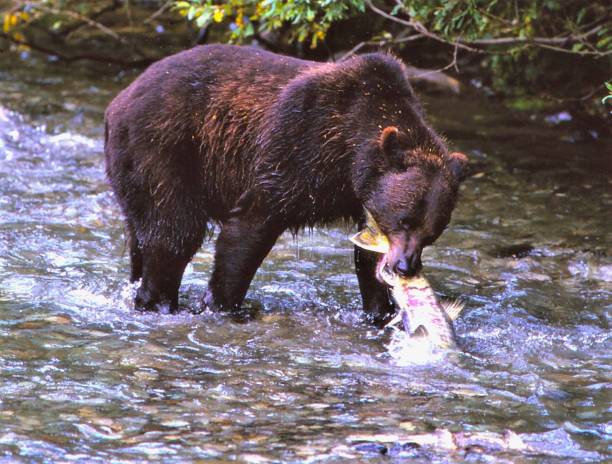 istock Grizzly Bear - Fish Creek - Hyder, Alaska 1546366274