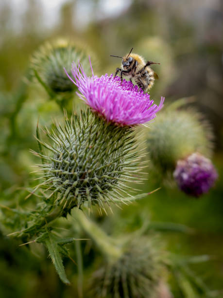istock Thistle and Bee in Scotland 1546369377