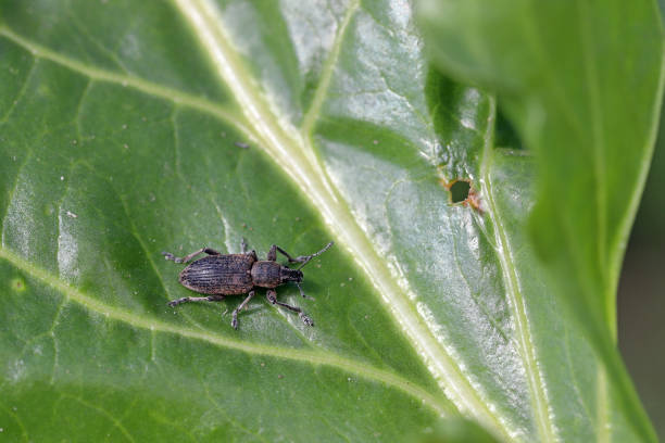 rote-bete-rüsselkäfer (tanymecus palliatus), auf einem blatt sitzend. ein häufiger schädling von zuckerrüben, futterrüben und roten bete. - beet common beet isolated sugar beet stock-fotos und bilder