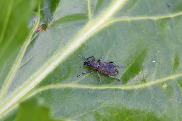 rote-bete-rüsselkäfer (tanymecus palliatus), auf einem blatt sitzend. ein häufiger schädling von zuckerrüben, futterrüben und roten bete. - beet common beet isolated sugar beet stock-fotos und bilder