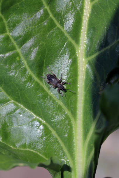 rote-bete-rüsselkäfer (tanymecus palliatus), auf einem blatt sitzend. ein häufiger schädling von zuckerrüben, futterrüben und roten bete. - beet common beet isolated sugar beet stock-fotos und bilder