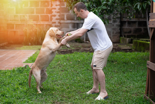 istock Man hold labrador dog in stand pose 1546378854