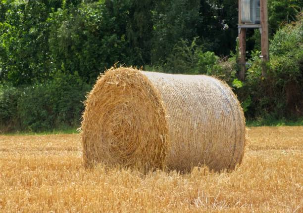 A Straw Bale A large straw bale in a field 7676 stock pictures, royalty-free photos & images