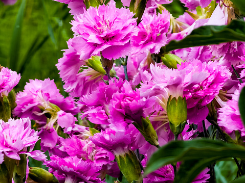 Closeup of group of bright pink flowers common pink, garden pink or wild pink or dianthus plumarius with symmetric petals with fringed margins in garden. Floral background
