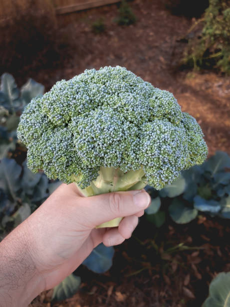 istock Growing Your Own Food in Backyard Gardens 1546442294