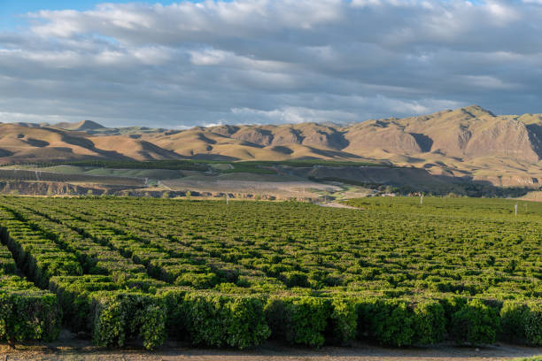 Olive Plantation in Bakersfield, California. Beautiful Sunset Light