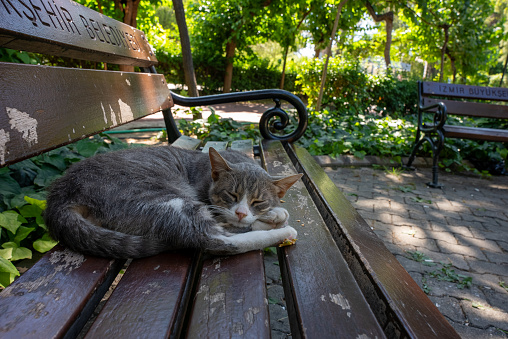 cat sleeping at public park