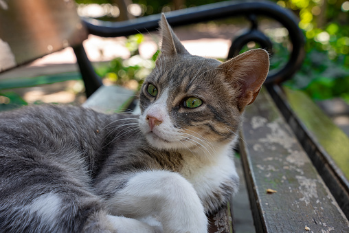 a cat looking around on the park bench