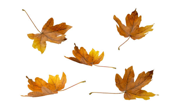Brown dry maple fallen leaves set isolated on white.