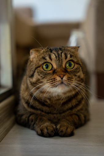 Portrait of a frightened cat closeup. Breed Scottish Fold.