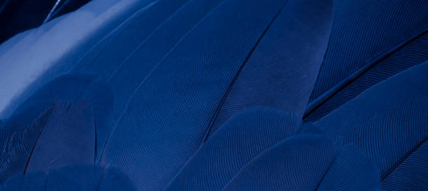 istock blue feather pigeon macro photo. texture or background 1546476507
