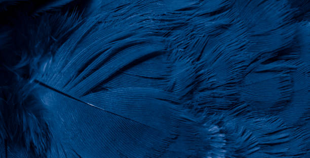 istock blue feather pigeon macro photo. texture or background 1546476510