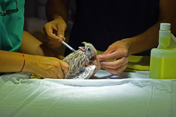 The vet is treating the injured bird.