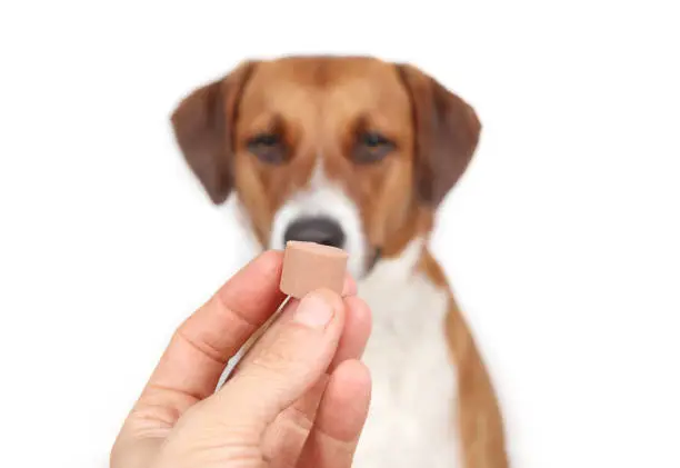 Photo of Dog dewormer in hand in front of defocused dog.