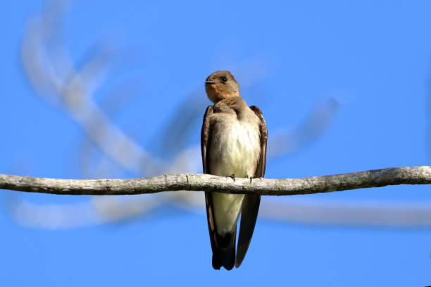 istock Southern Rough-winged Swallow (Stelgidopteryx ruficollis), isolated, perched on a branch against a blue sky 1546551541
