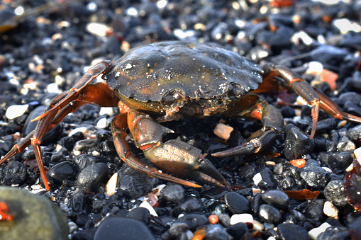 Atlantic Crab on the beach in Ireland