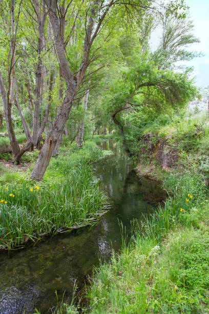 istock a quiet little river runs between leafy trees and a green grassy meadow with some flowers, barranco del Rio Dulce, Guadalajara, Spain 1546597367