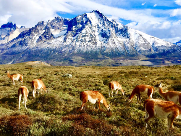 Guanaco in Torres del Paine National Park, Patagonia, Chile