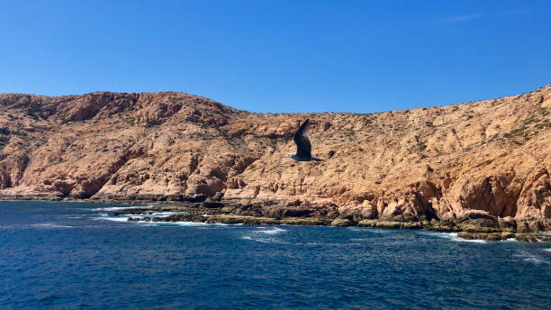 istock Bird Flying On Front Of Rock Formations In Sea 1546657150