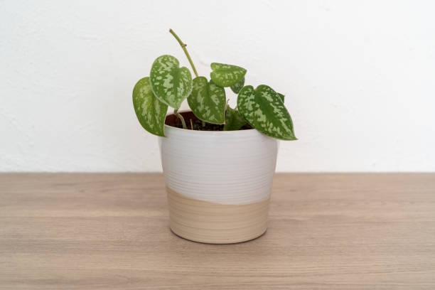 istock White and beige planter with ivy plant 1546679534