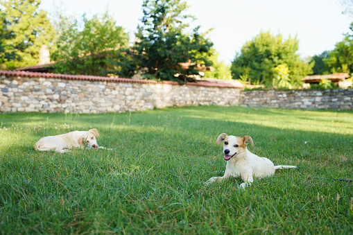 Dog with ball in his mouth is running across the meadow against a blue sky as background. Small cute Jack Russell Terrier 2 years old