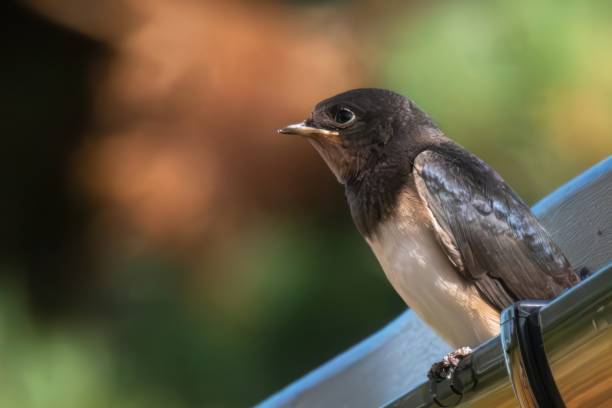 Swallow perched on a roof gutter stock photo