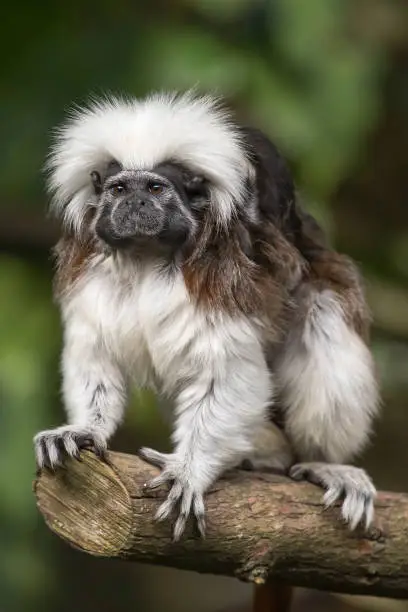 Cotton Top Tamarin sitting on wooden log, looking outwards