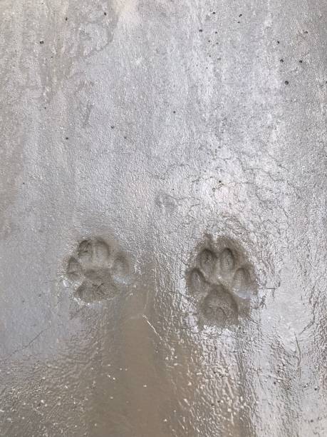istock footprints of a cat on the cement floor 1546768271