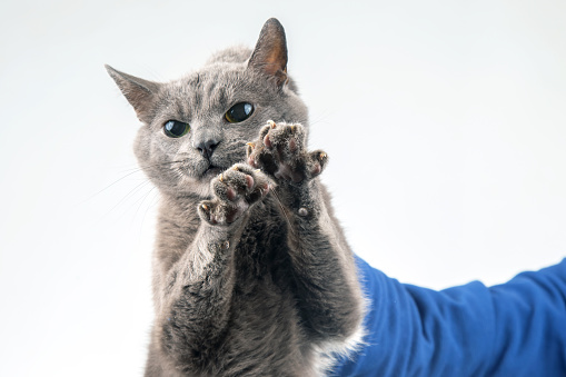 guilty grey cat holding a man hand by the scruff