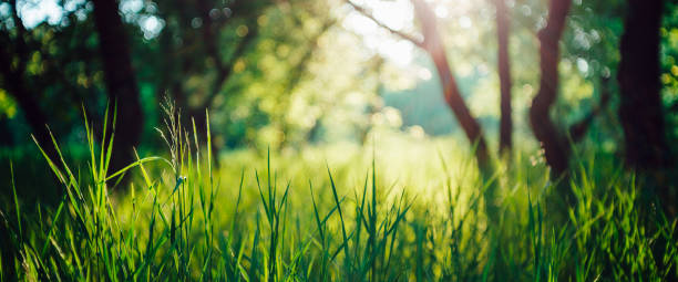 경치 맑은 자연 녹색 배경입니다. 화창한 날에는 녹색 잔디가 클로즈업되어 복사 공간이 있습니다. 아름다운 대비 잔디에 햇빛. 태양 광선과 아침 자연. 햇빛에 풍부한 식물의 배경. - sunspot grass area tree sun 뉴스 사진 이미지