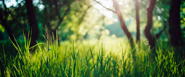 Scenic sunny natural green background. Green grass close-up in sunny day with copy space. Sunshine on beautiful contrast grass. Morning nature with sunbeams. Backdrop of rich vegetation in sunlight.
