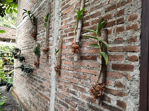 a creative way to grow orchids is to plant them on a used piece of wood. then pasted on the wall like the photo. because orchids are plants that don't get too hot, they can be placed in the porch of the house where there is minimal light.